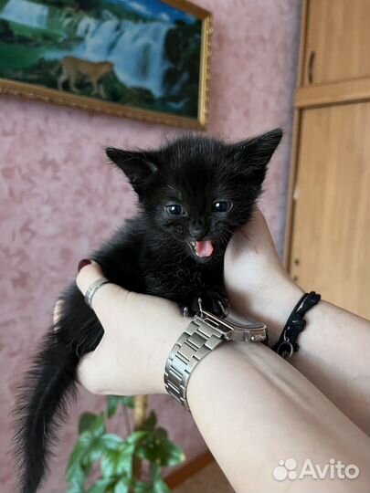 Кошечка в добрые руки