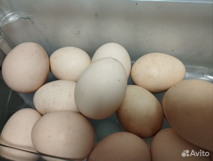 Инкубационное яйцо кур разное