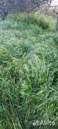 Трава для скотины