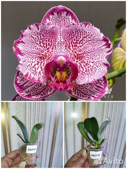 Азиатские орхидеи