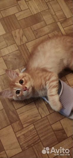 Рыжий котенок мальчик