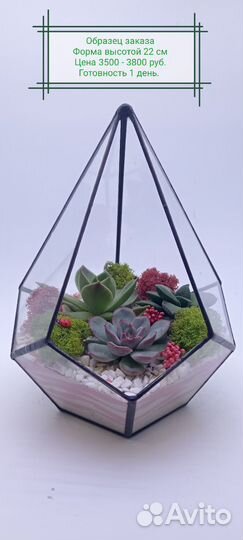 Живые растения композиция на подарок Флорариум