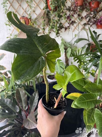 Филодендрон в ассортименте