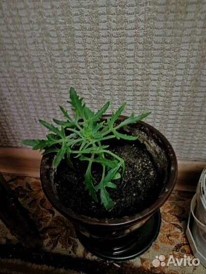 Комнатные цветы разные