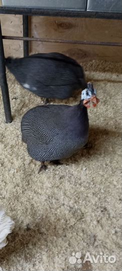 Птица цесарки