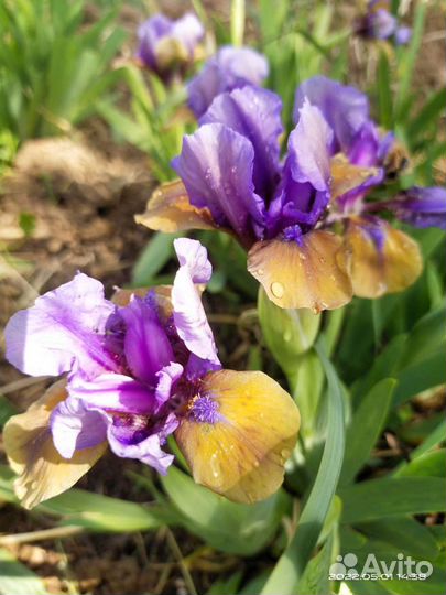 Ирисы бордюрные микс