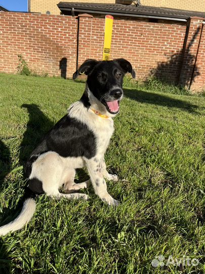 Щенок бесплатно