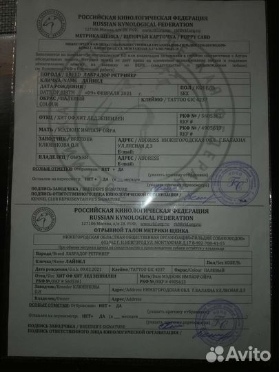 Вязка палевый Лабрадор