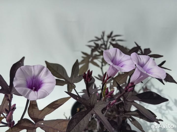 Ипомея батат