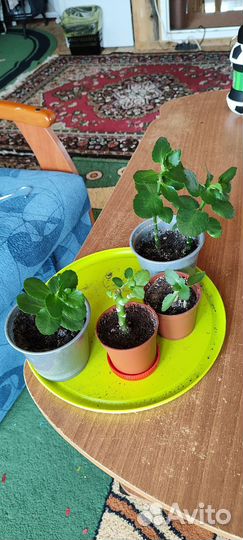 Каланхоэ, кислица, кофе, роза