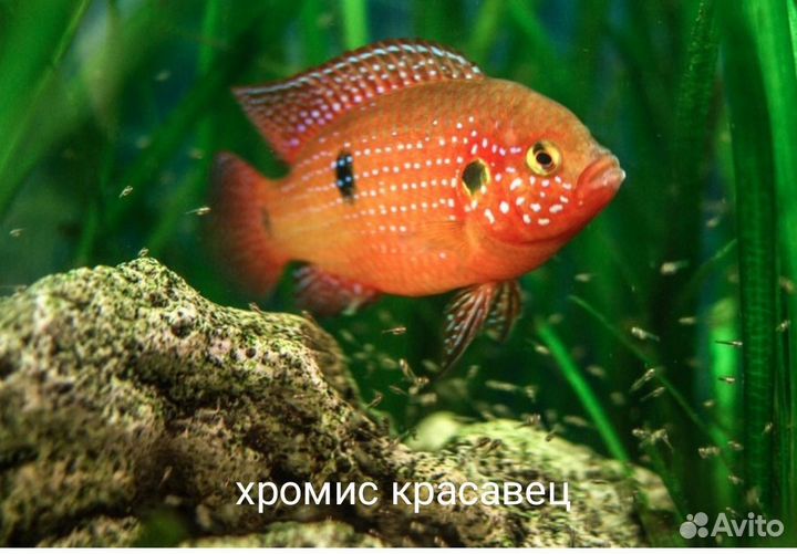 Аквариумные рыбки