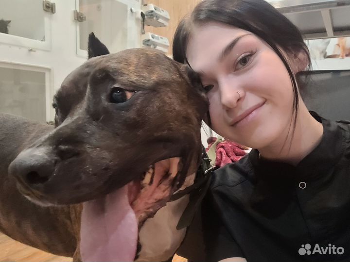 Ассиснет ветеринарного врача