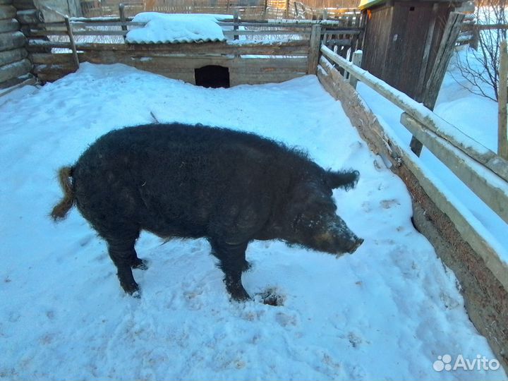 Свиньи венгерской мангалицы и поросята