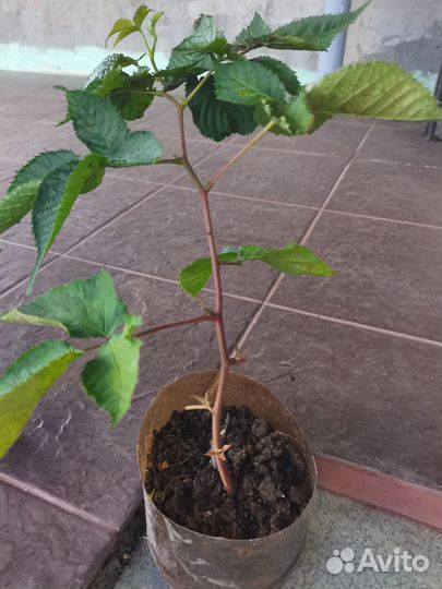 Ежемалина тайберри саженцы