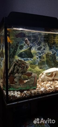 Аквариум с тумбой бу с рыбами