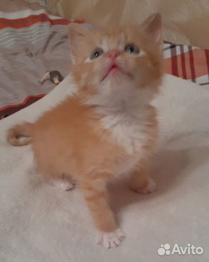 Отдам котика 1,4 месяца в добрые руки