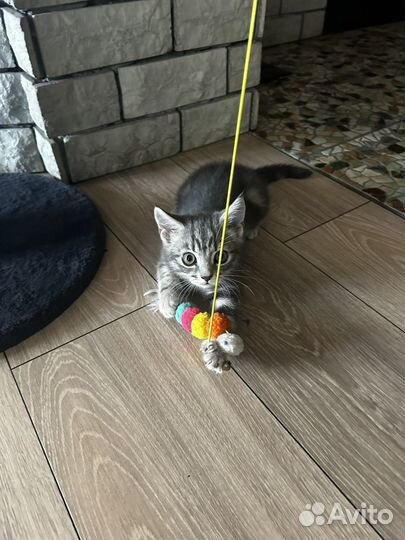 Котенок
