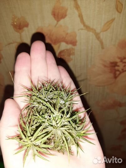 Тилландсия ионанта