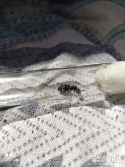 Муравьи camponotus vagus