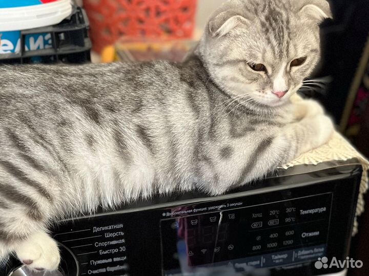 Кошка В добрые руки