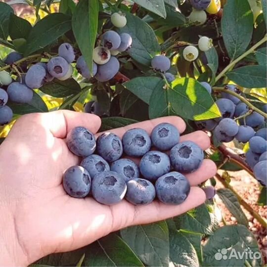 Саженцы голубики 2х летки