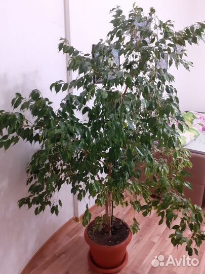 Фикус Бенджамина