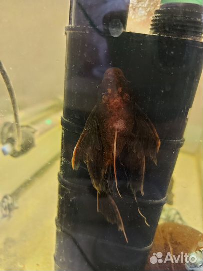 Леопардовый сомик