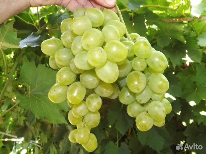 Саженцы винограда