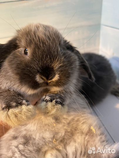 Кролики минилопы