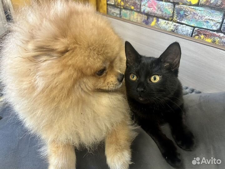 Котик очень ищет дом