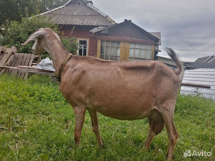 Козы дойные, козлята. Козочки под покрытие