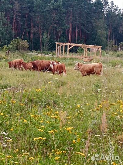 Бычки элитные казахские белоголовые герефорд