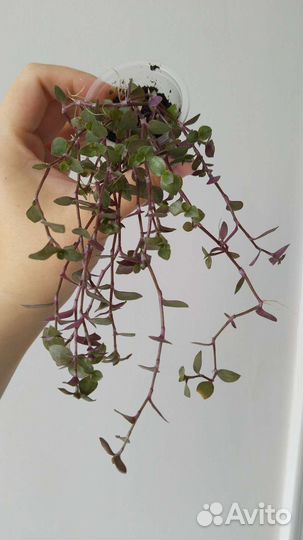 Каллизия green/зеленая