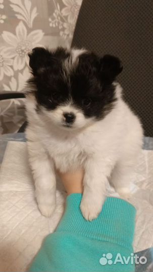 Щенки померанского шпица