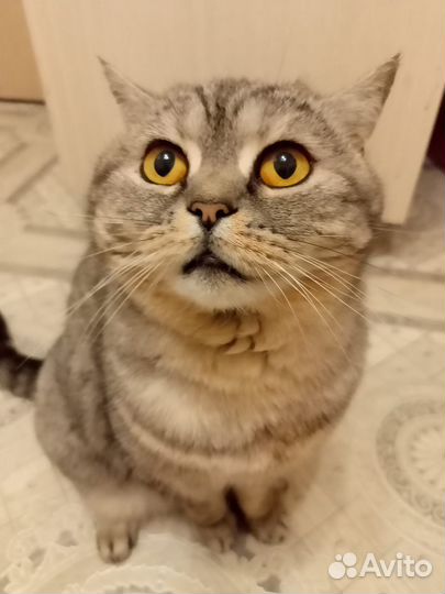 Шотландская вислоухая кошка бесплатно