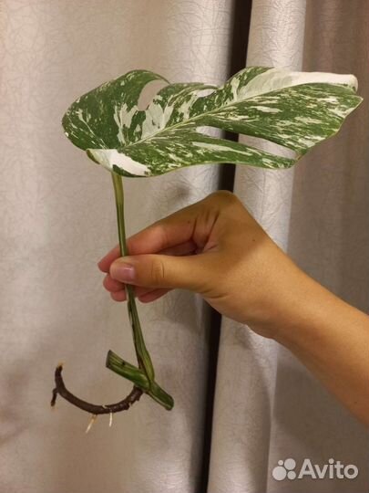 Черенки монстеры Альба