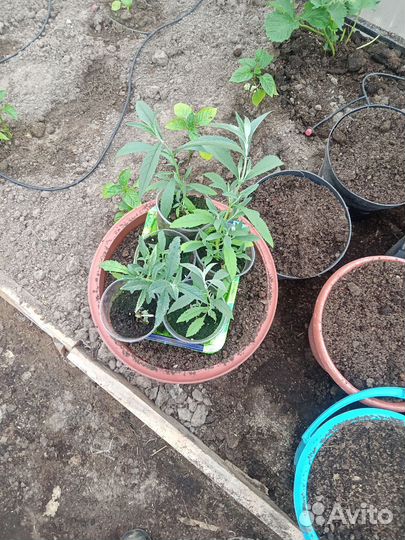 Рассада петунии, эустомы, будлеи,катарантуса