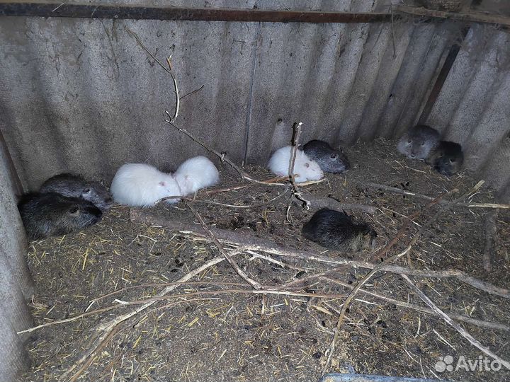 Мясо нутрии (доставка)