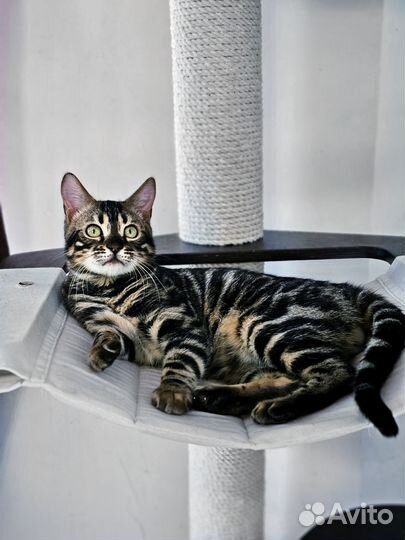 Бенгальский Кот угольный дабл (Арb/Apb)