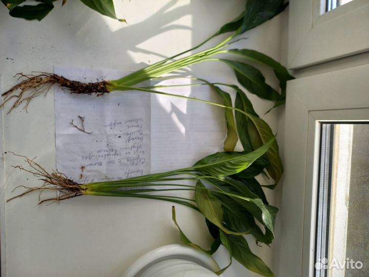 Цветок Спатифиллум