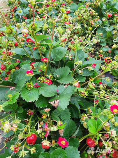 Ремонтантная земляника