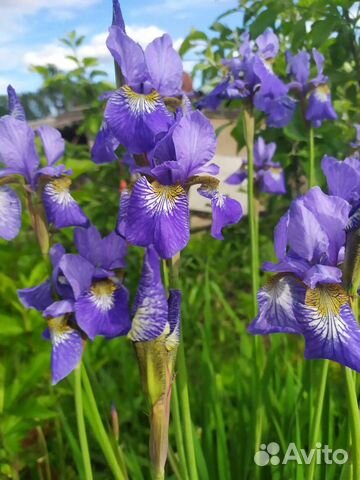Садовые многолетние цветы