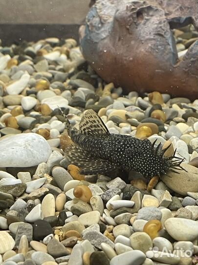 Аквариум с необходимыми принадлежностями, рыбками