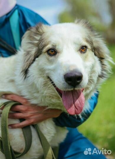 Лучшая собака из приюта бесплатно