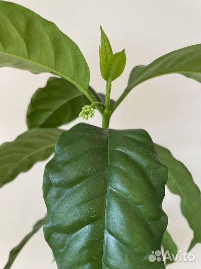 Хойя мультифлора