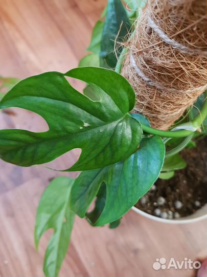 Радидофора тетрасперма