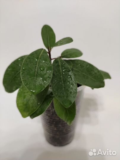 Фикус мокламе. Комнатные цветы