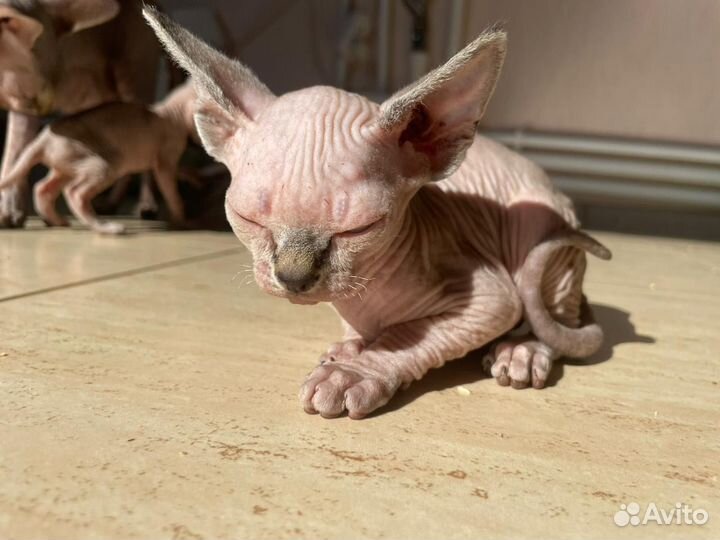 Канадский сфинкс