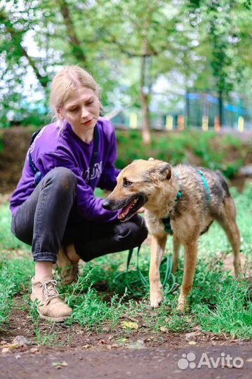 Спасите собаку