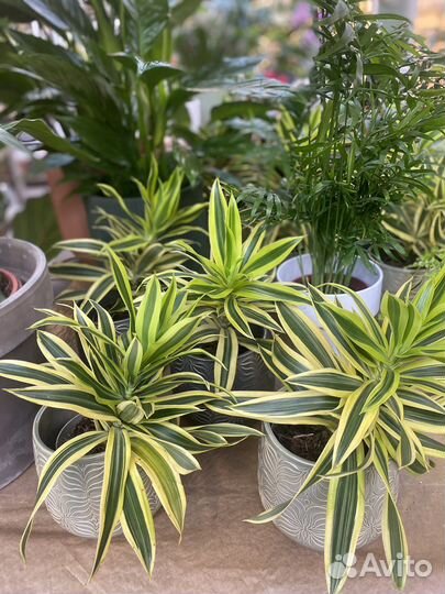 Драцена песня индии. Хлорофитум. Растения для кафе